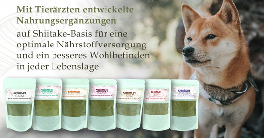 BELLFOR Nahrungsergänzung mit Shiitake